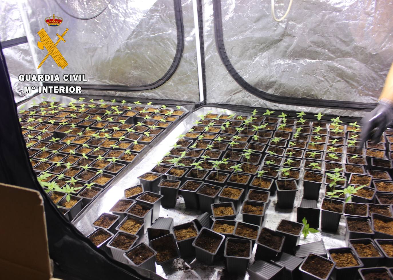 La Guardia Civil ha detenido a tres hombres por una plantación de marihuana en una vivienda de Oviedo, donde se hallaron droga valorada en unos 60.000 euros, útiles para el cultivo en otros 50.000 euros y tres carabinas.