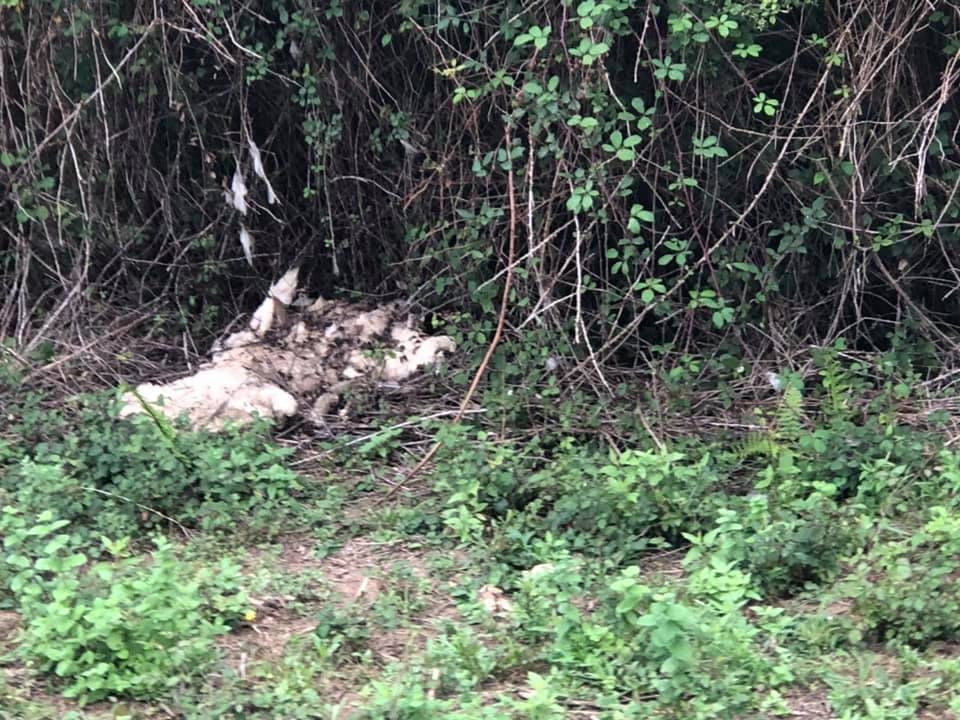 Varios vecinos alertaron de la presencia de los animales muertos de diferentes edades. 