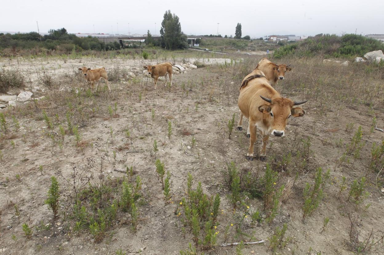 Vacas y vegetación ayer en la zona explanada para la autovía entre Lloreda y Veriña, con las obras paradas desde inicios de 2018. 