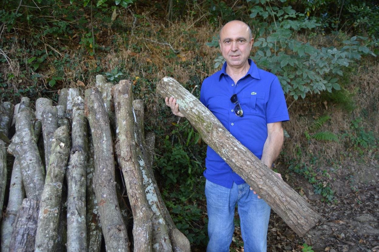 Rafael Escobar muestra los troncos de roble que funcionan como semilleros de setas shiitake. José Francisco Pérez mima los castaños que ampliarán la producción. Un tronco con setas shiitake. 