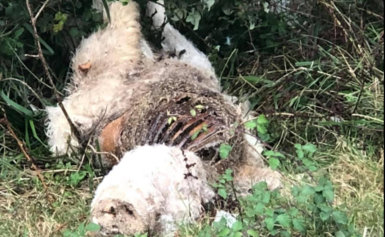 Macabro hallazgo en una finca de Poo de Llanes. 