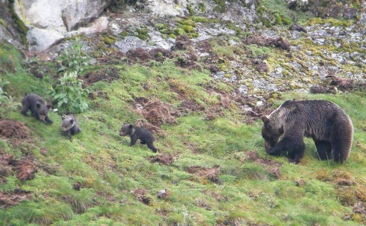 Estudio para un mejor seguimiento de las poblaciones de oso pardo