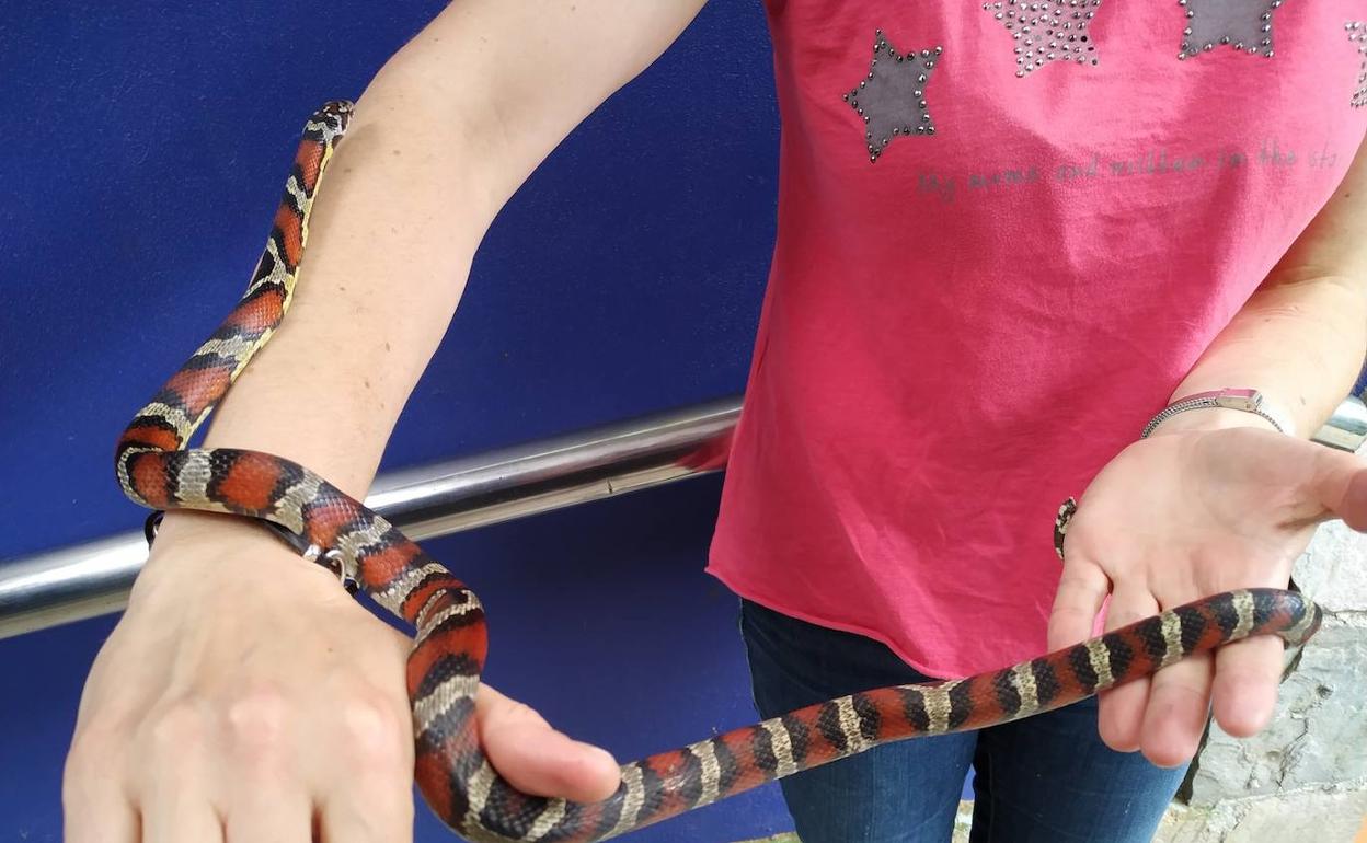 La lampropeltis encontrada