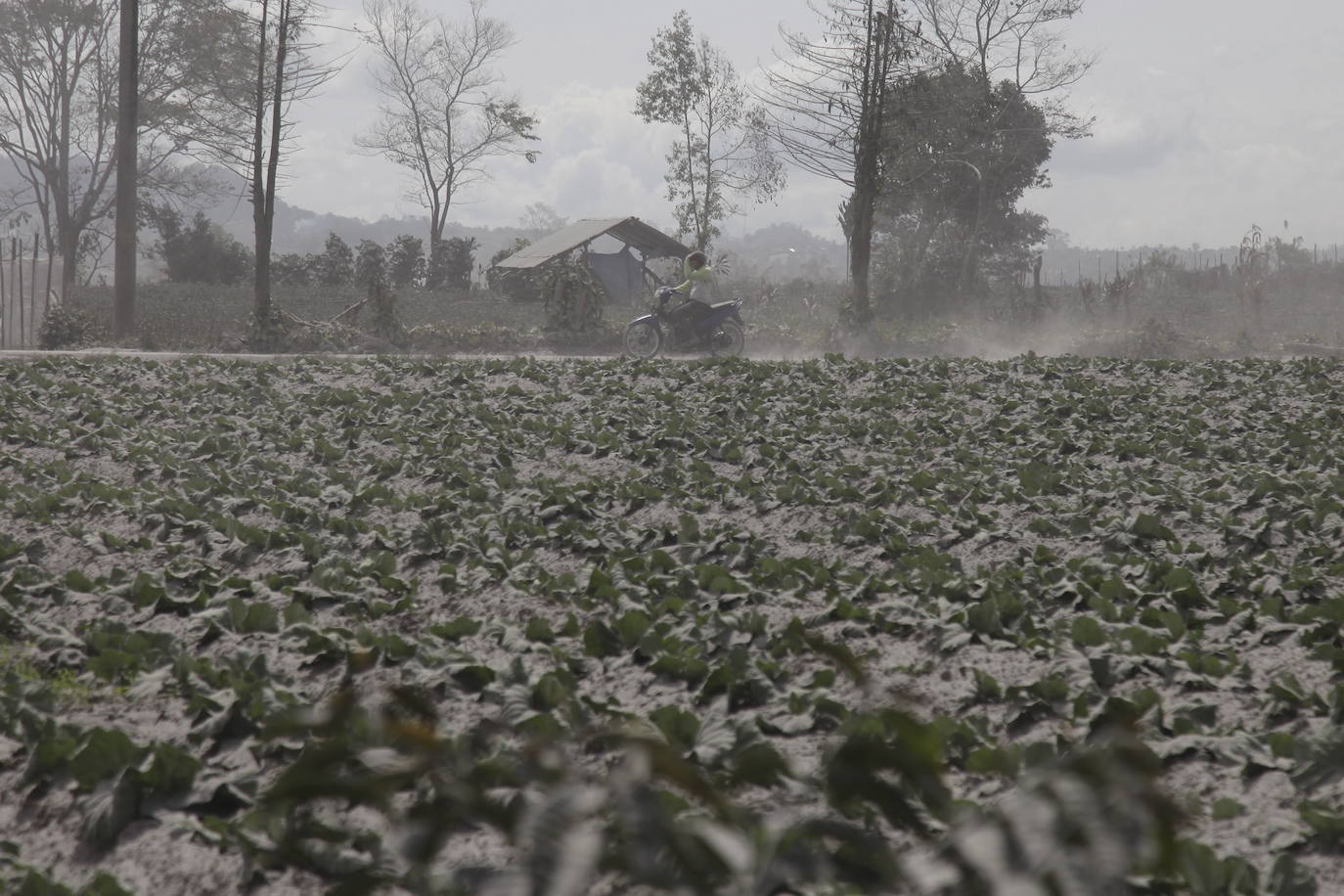 La nube de ceniza que ha expulsado alcanzó los 4.500 metros de altura 