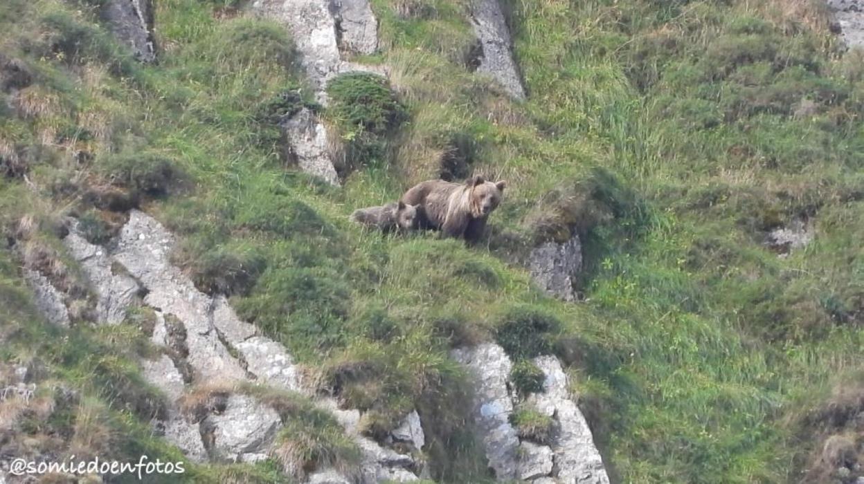 Los osos, el gran reclamo turístico somedano. 