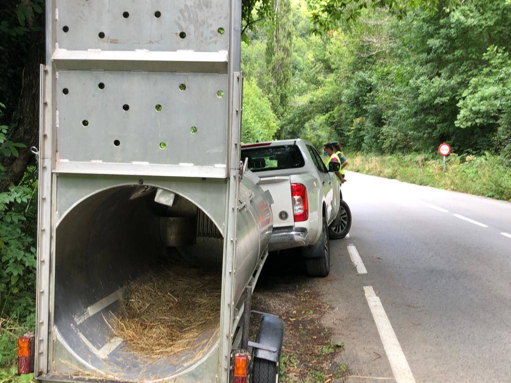 El animal salió de improviso a la calzada, por lo que el conductor que lo atropelló no pudo evitar el accidente.