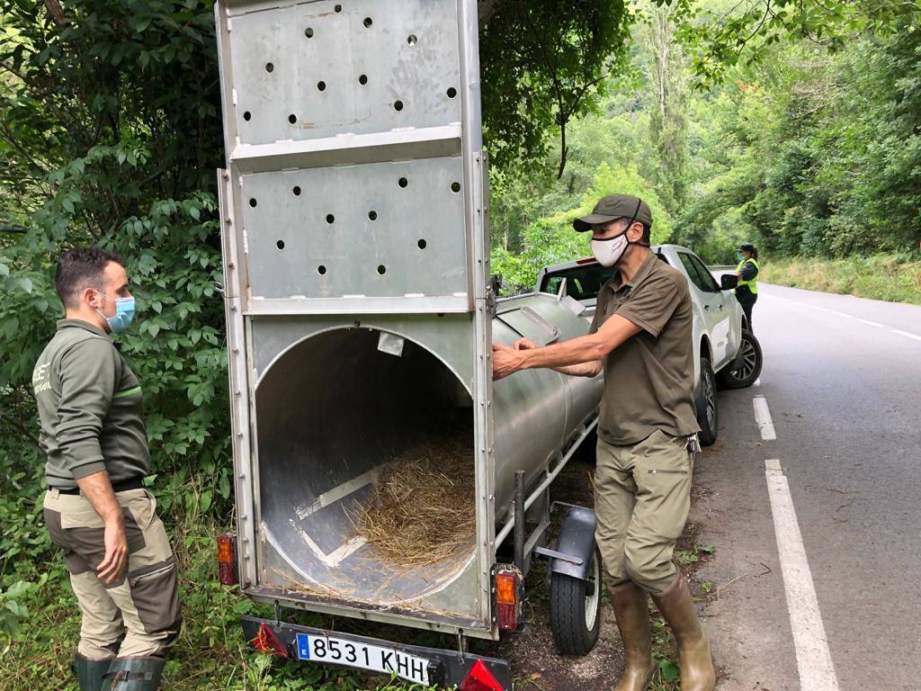 El animal salió de improviso a la calzada, por lo que el conductor que lo atropelló no pudo evitar el accidente.