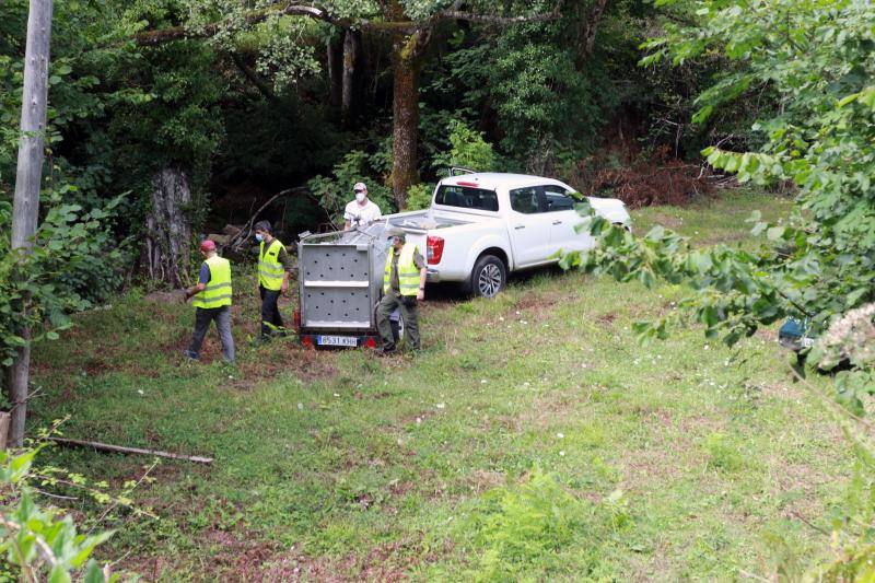 El animal salió de improviso a la calzada, por lo que el conductor que lo atropelló no pudo evitar el accidente.