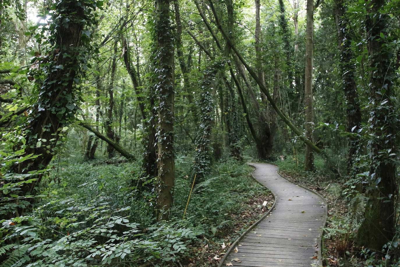 El Jardín Botánico Atlántico de Gijón es un espacio vivo, que ocupa 25 hectáreas de terreno perfectamente diseñadas y se convierte en un gran expositor, un microcosmos verde y florido en el que crecen multitud plantas y árboles