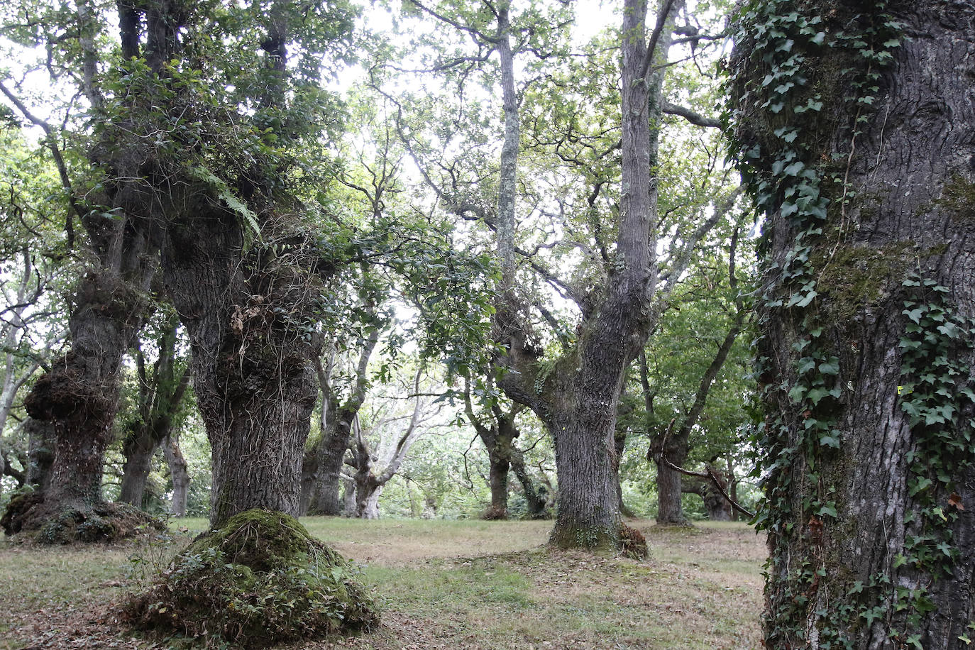 El Jardín Botánico Atlántico de Gijón es un espacio vivo, que ocupa 25 hectáreas de terreno perfectamente diseñadas y se convierte en un gran expositor, un microcosmos verde y florido en el que crecen multitud plantas y árboles