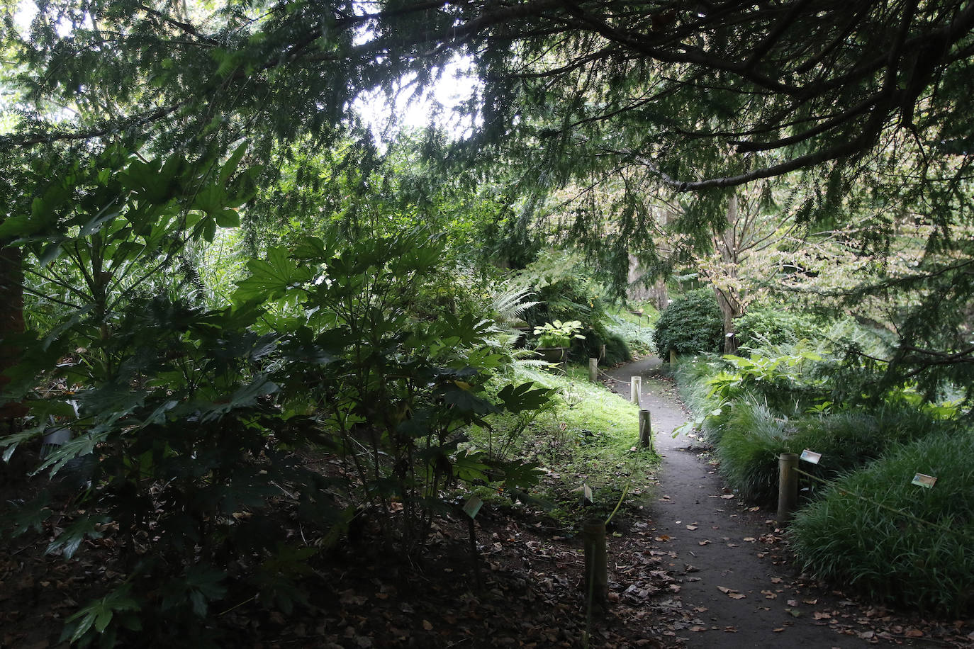 El Jardín Botánico Atlántico de Gijón es un espacio vivo, que ocupa 25 hectáreas de terreno perfectamente diseñadas y se convierte en un gran expositor, un microcosmos verde y florido en el que crecen multitud plantas y árboles