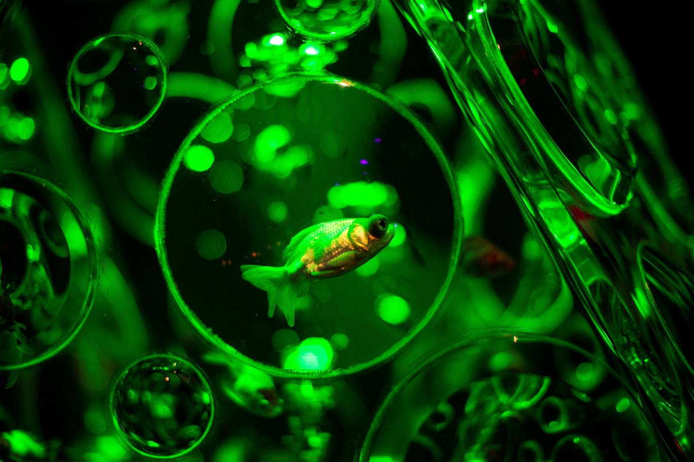 'Reflecterium' es una exposición que tiene lugar una vez al año y es una de las más populares durante el verano de la capital nipona y se ha ganado el cariño de sus habitantes debido a esa mezcla de cultura tradicional con juegos de luces y hasta aromas.