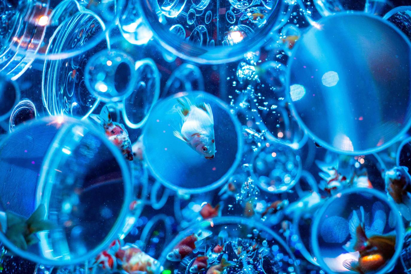 'Reflecterium' es una exposición que tiene lugar una vez al año y es una de las más populares durante el verano de la capital nipona y se ha ganado el cariño de sus habitantes debido a esa mezcla de cultura tradicional con juegos de luces y hasta aromas.