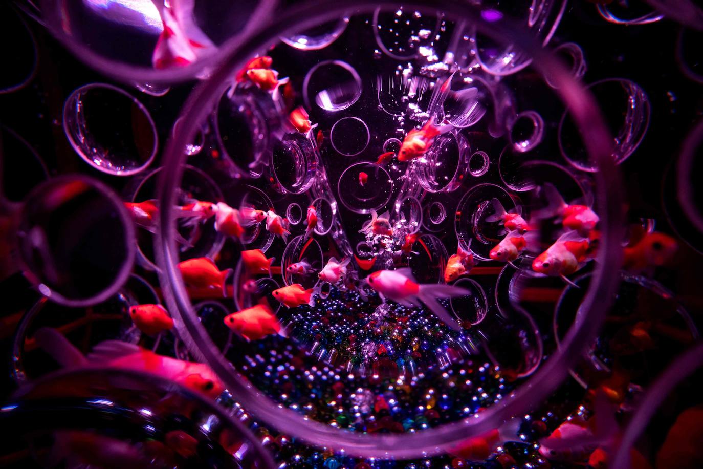 'Reflecterium' es una exposición que tiene lugar una vez al año y es una de las más populares durante el verano de la capital nipona y se ha ganado el cariño de sus habitantes debido a esa mezcla de cultura tradicional con juegos de luces y hasta aromas.