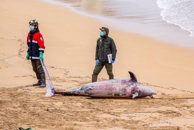 El cadáver de un delfín apareció este sábado en aguas de la playa de San Lorenzo. Las mareas arrastraron al animal hasta la zona de la Escalerona.