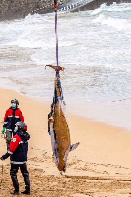El cadáver de un delfín apareció este sábado en aguas de la playa de San Lorenzo. Las mareas arrastraron al animal hasta la zona de la Escalerona.