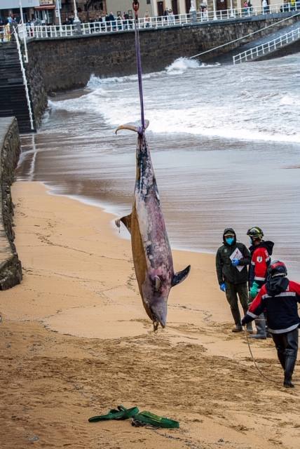 El cadáver de un delfín apareció este sábado en aguas de la playa de San Lorenzo. Las mareas arrastraron al animal hasta la zona de la Escalerona.