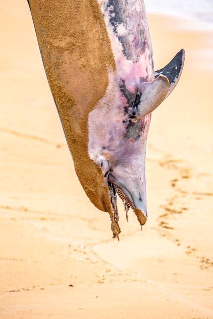 El cadáver de un delfín apareció este sábado en aguas de la playa de San Lorenzo. Las mareas arrastraron al animal hasta la zona de la Escalerona.