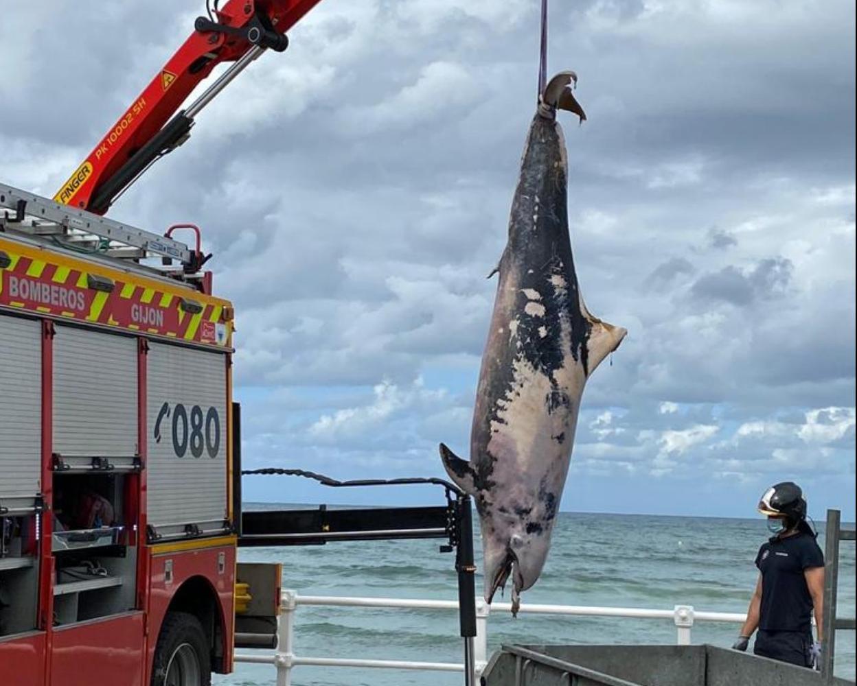 El cadáver de calderón recogido por los bomberos en San Lorenzo. 