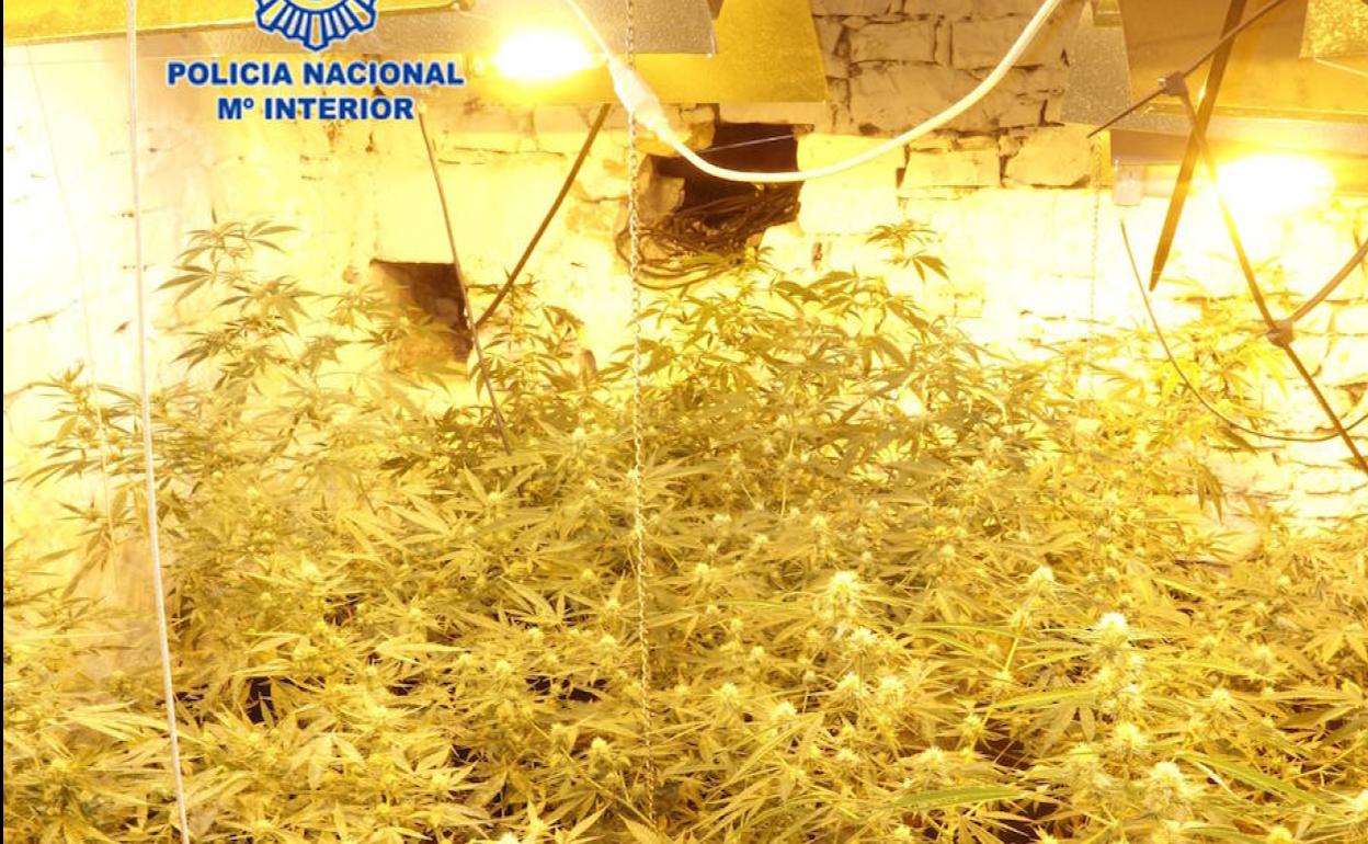 Detenido un hombre por cultivar marihuana en una casa rural de Gijón
