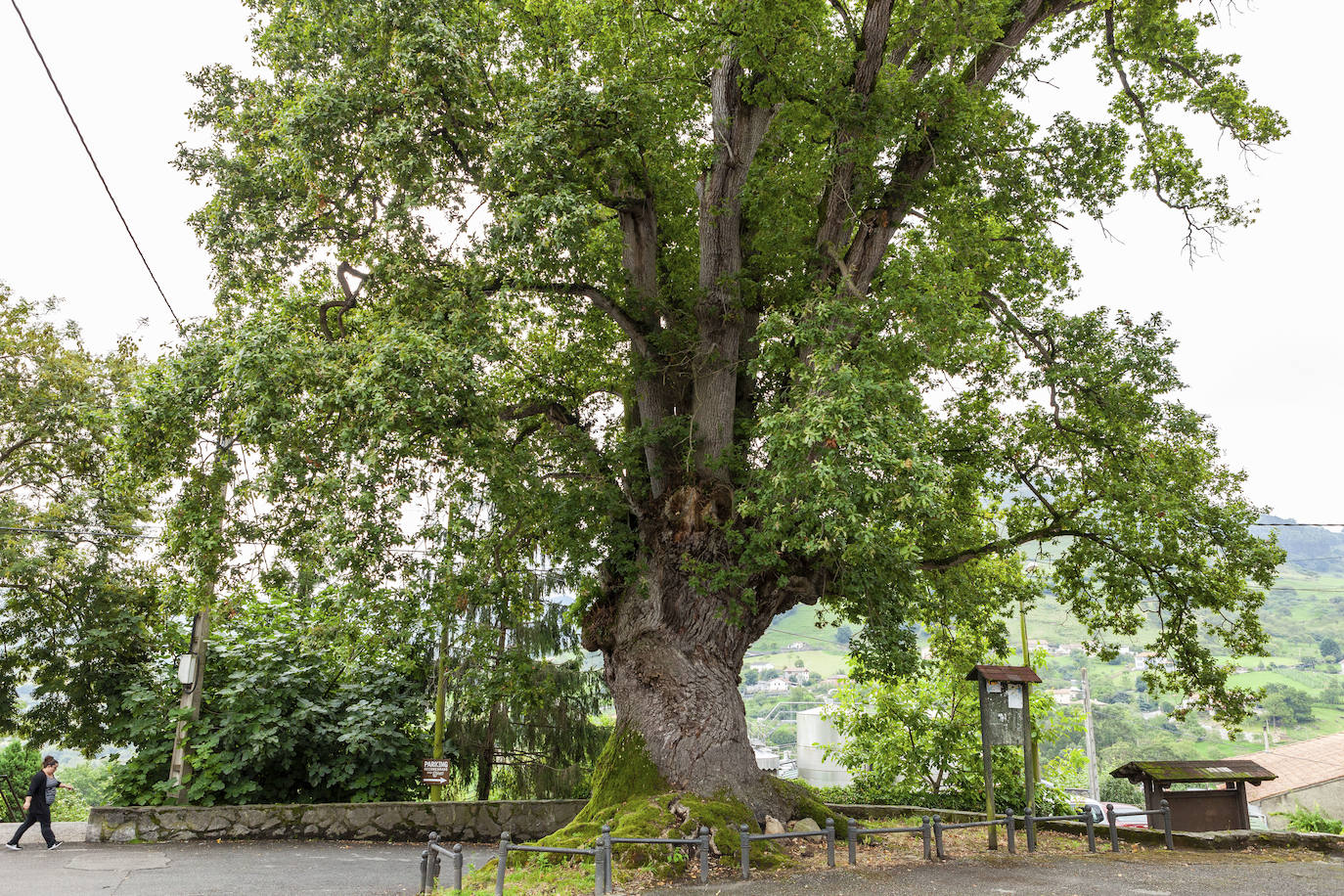 Asturias atesora una envidiable colección de árboles singulares. Uno de ellos es el Carbayón de Lavandera, Monumento Natural desde 1995. Localizado en Tueya, en la parroquia gijonesa de Lavandera, tiene 21 metros de altura, casi siete de diámetro y 25 de copa.