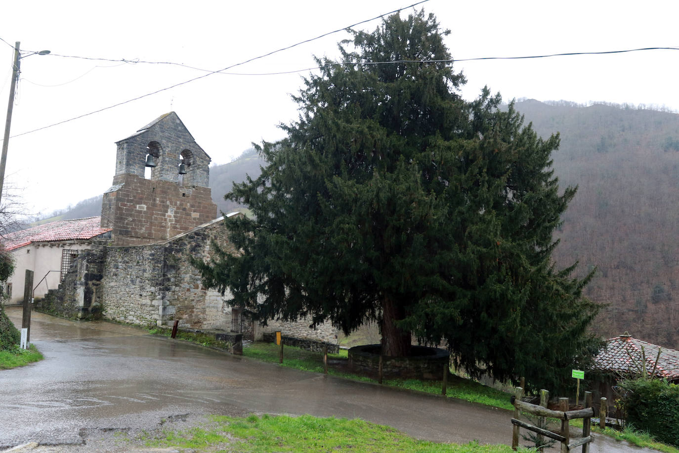 Junto a la iglesia románica de San Juan de Santibáñez de la Fuente, Bien de Interés Cultural del concejo de Aller, se encuentra el tejo homónimo, Monumento Natural desde 1995. Su altura es de 20 metros, su diámetro de 3,54 metros y su copa alcanza los quince.