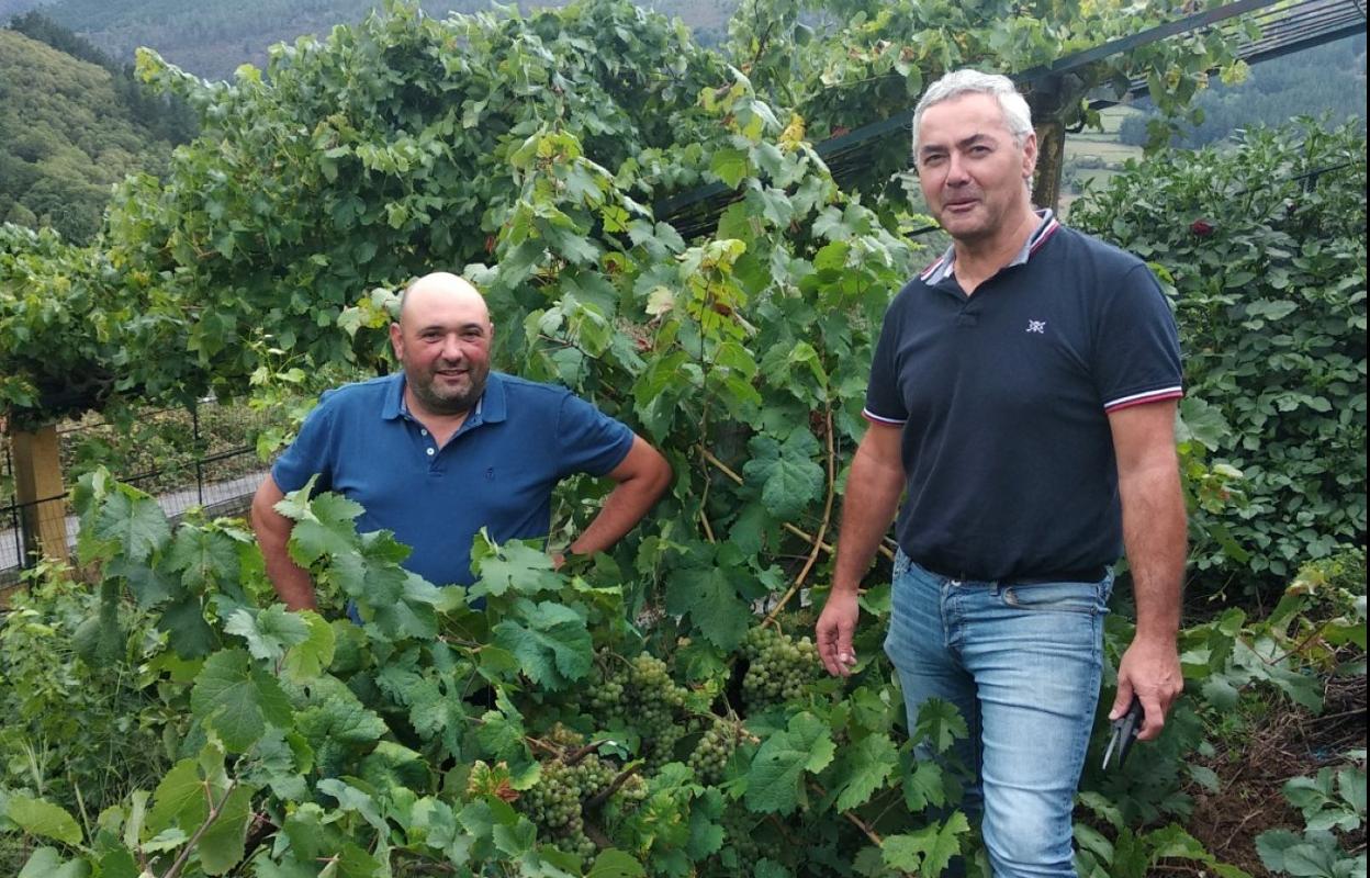 Juan López y Pedro Sánchez cuentan con dos hectáreas de viñedos en Pesoz. 