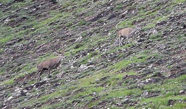 Imagen principal - La berrea del venado, el atractivo turístico del otoño en Somiedo