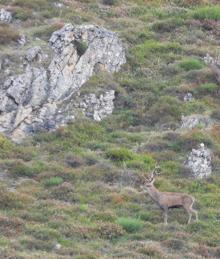 Imagen secundaria 2 - La berrea del venado, el atractivo turístico del otoño en Somiedo