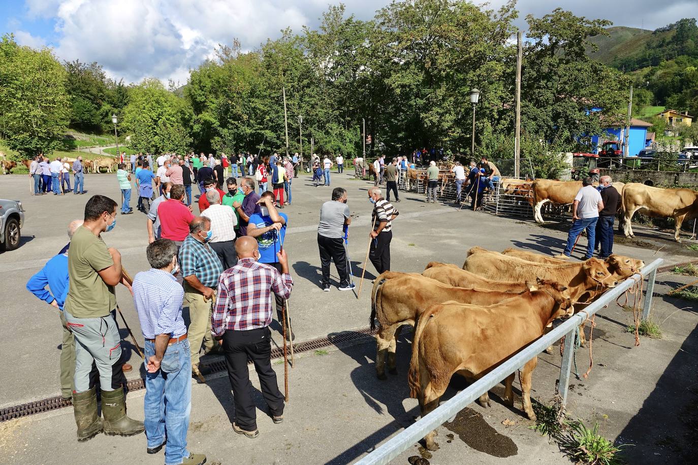 La feria de San Mateo, en Benia de Onís, inauguró este lunes la temporada 'post covid' de unas de las citas más esperadas por parte de los ganaderos de la zona. Lamentaron la caída de demanda y de precios en una jornada con apenas un centenar de animales.