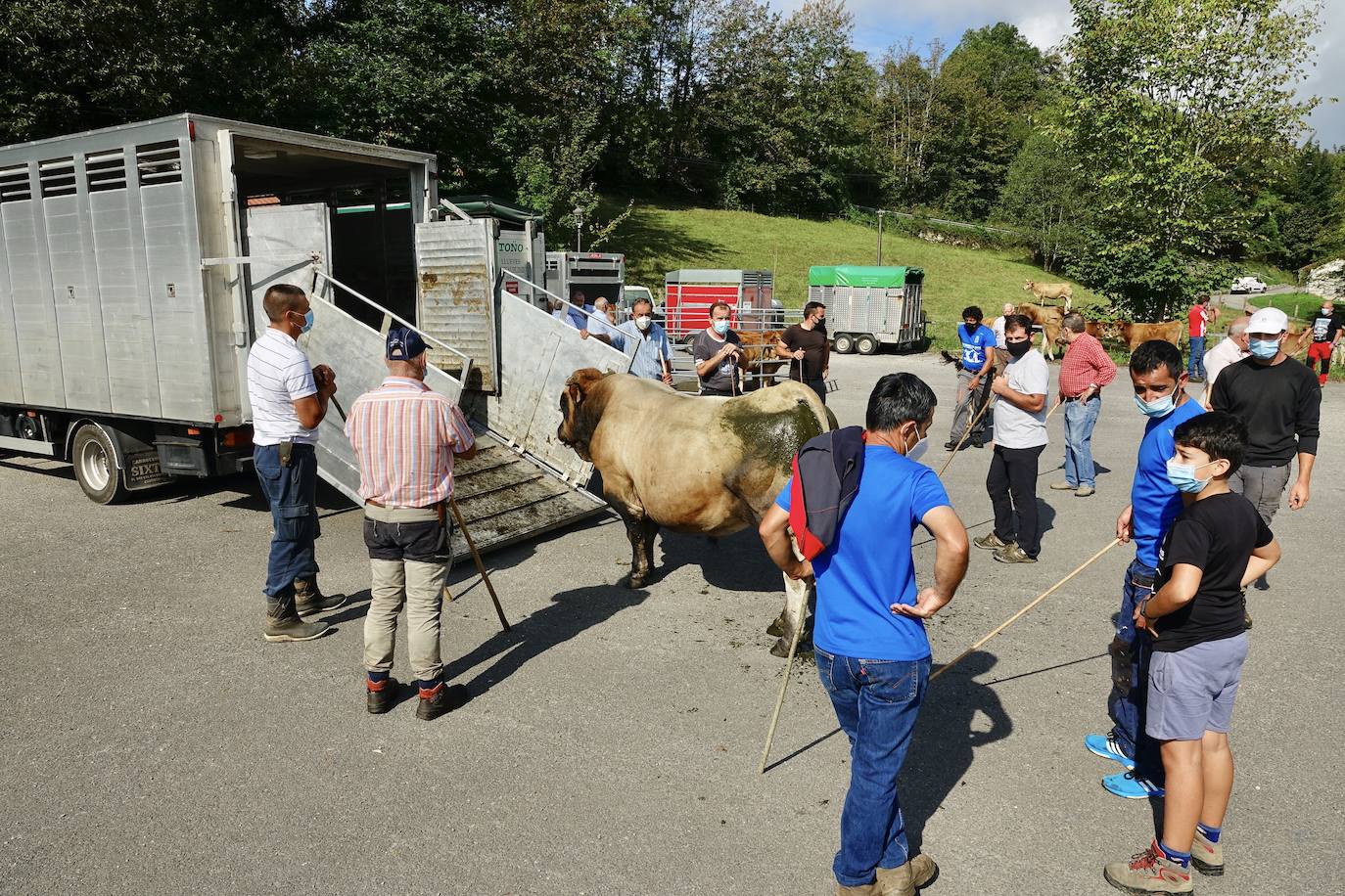 La feria de San Mateo, en Benia de Onís, inauguró este lunes la temporada 'post covid' de unas de las citas más esperadas por parte de los ganaderos de la zona. Lamentaron la caída de demanda y de precios en una jornada con apenas un centenar de animales.