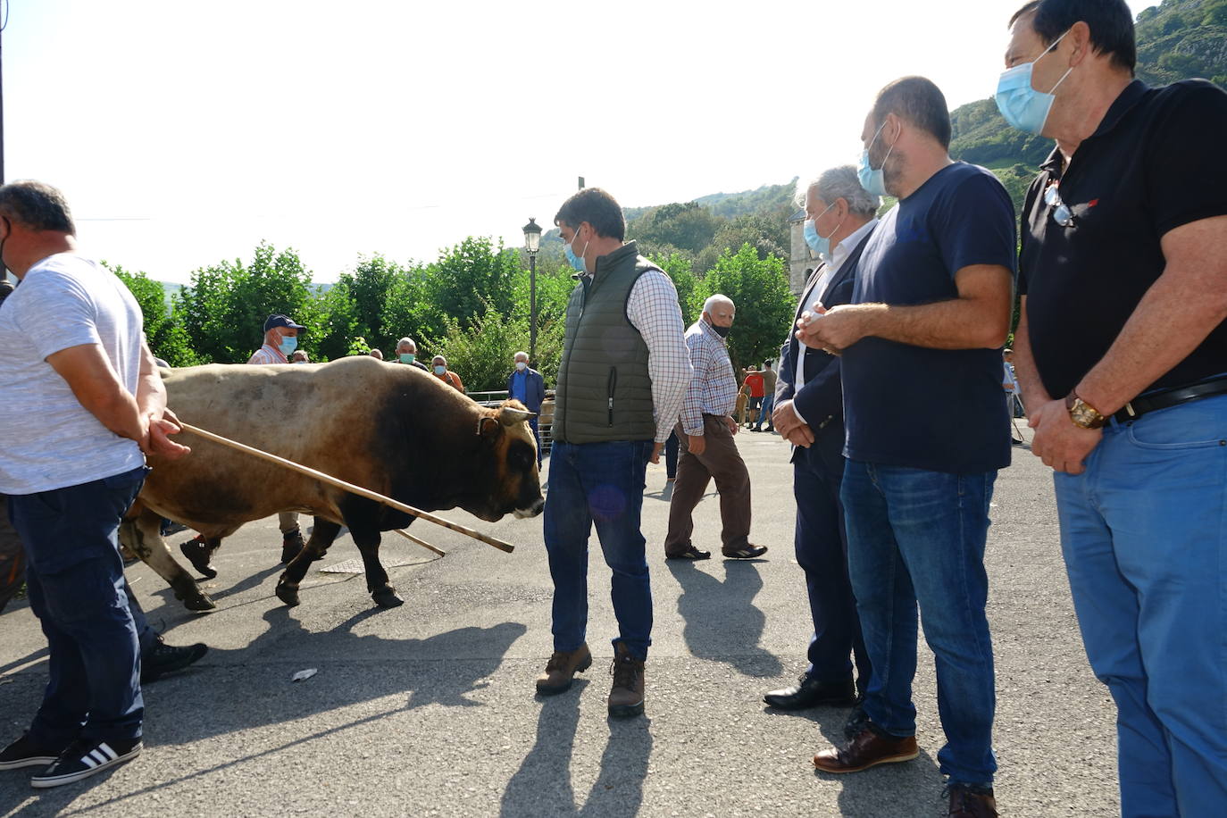 La feria de San Mateo, en Benia de Onís, inauguró este lunes la temporada 'post covid' de unas de las citas más esperadas por parte de los ganaderos de la zona. Lamentaron la caída de demanda y de precios en una jornada con apenas un centenar de animales.