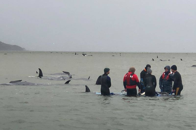 Se trata del grupo de unas 200 ballenas piloto que se han quedado varadas en la costa occidental de la isla de Tasmania, después de que las autoridades australianas iniciaran un operación para rescatar a otras 270 varadas el lunes. Los miembros de los equipos de rescate han especificado que este nuevo grupo se ha hallado durante la mañana de este miércoles a unos 7 kilómetros al sur de la ubicación en la que quedaron varadas las otras ballenas, Macquarie Harbour. La bióloga de fauna silvestre del Programa de Conservación Marina Kris Carlyon ha lamentado que es el mayor número de ballenas varadas registrado en Tasmania. Asimismo, ha descrito la situación como «de confrontación», asegurando que puede oírse a las ballenas llamándose unas a otras en señal de socorro.