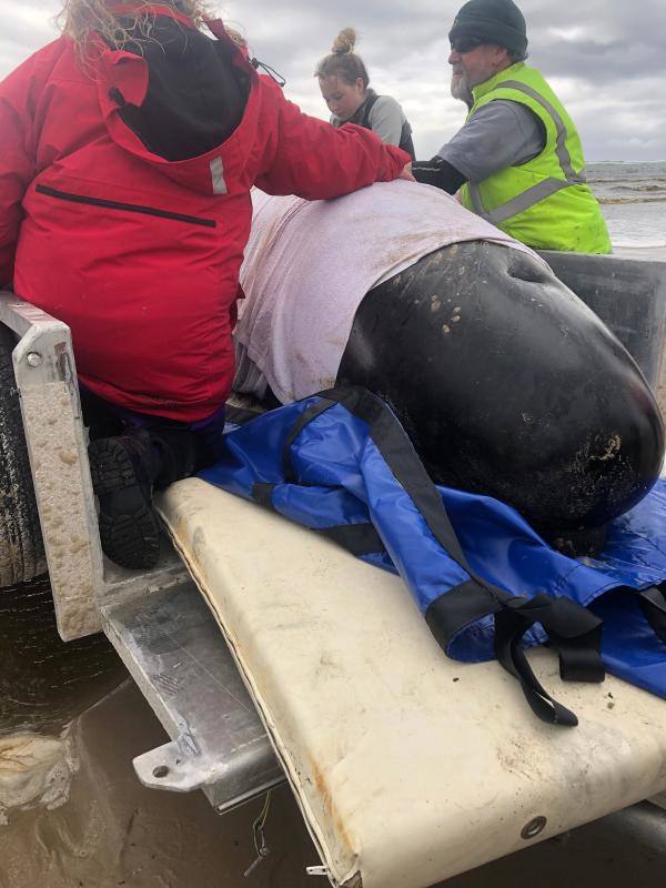 Se trata del grupo de unas 200 ballenas piloto que se han quedado varadas en la costa occidental de la isla de Tasmania, después de que las autoridades australianas iniciaran un operación para rescatar a otras 270 varadas el lunes. Los miembros de los equipos de rescate han especificado que este nuevo grupo se ha hallado durante la mañana de este miércoles a unos 7 kilómetros al sur de la ubicación en la que quedaron varadas las otras ballenas, Macquarie Harbour. La bióloga de fauna silvestre del Programa de Conservación Marina Kris Carlyon ha lamentado que es el mayor número de ballenas varadas registrado en Tasmania. Asimismo, ha descrito la situación como «de confrontación», asegurando que puede oírse a las ballenas llamándose unas a otras en señal de socorro.