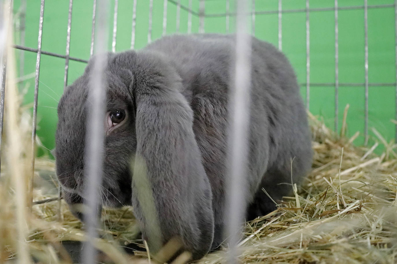 En esta 34 edición se cuenta con un novedoso sistema de control epidemiológico que posibilita el conocimiento y control de los visitantes y de su entorno