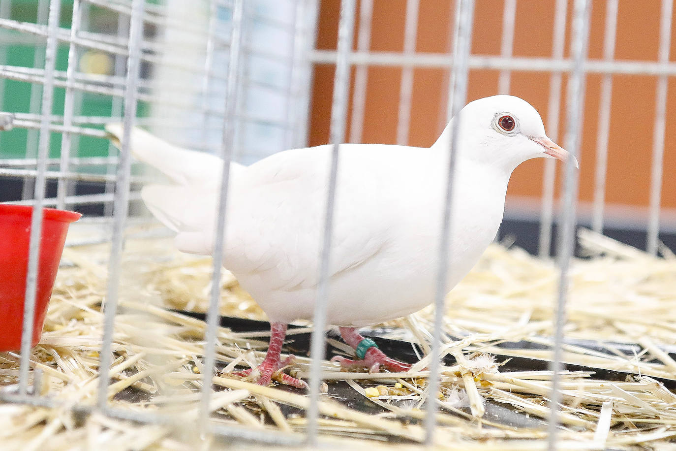 En esta 34 edición se cuenta con un novedoso sistema de control epidemiológico que posibilita el conocimiento y control de los visitantes y de su entorno