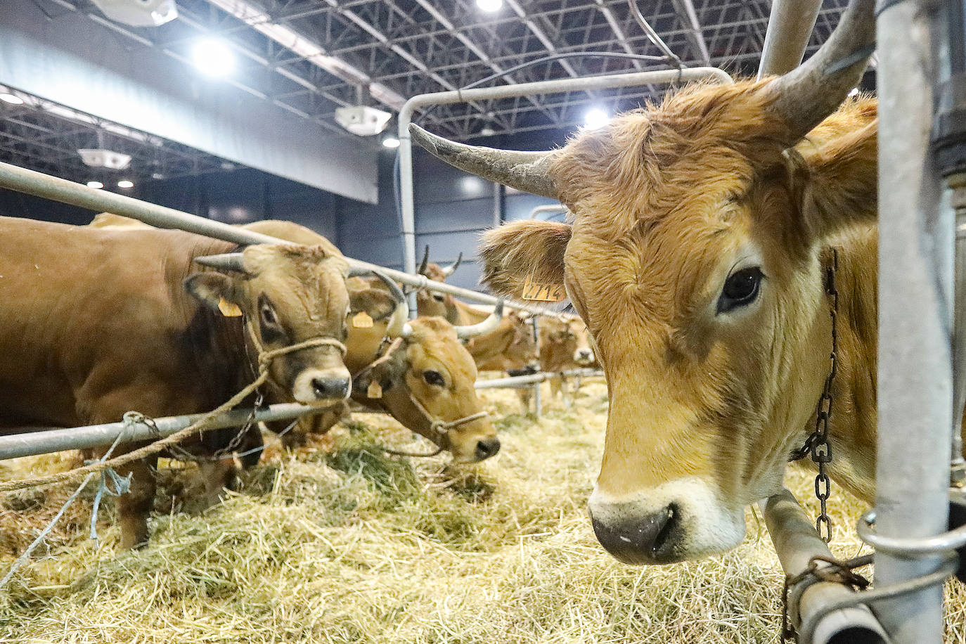 En esta 34 edición se cuenta con un novedoso sistema de control epidemiológico que posibilita el conocimiento y control de los visitantes y de su entorno