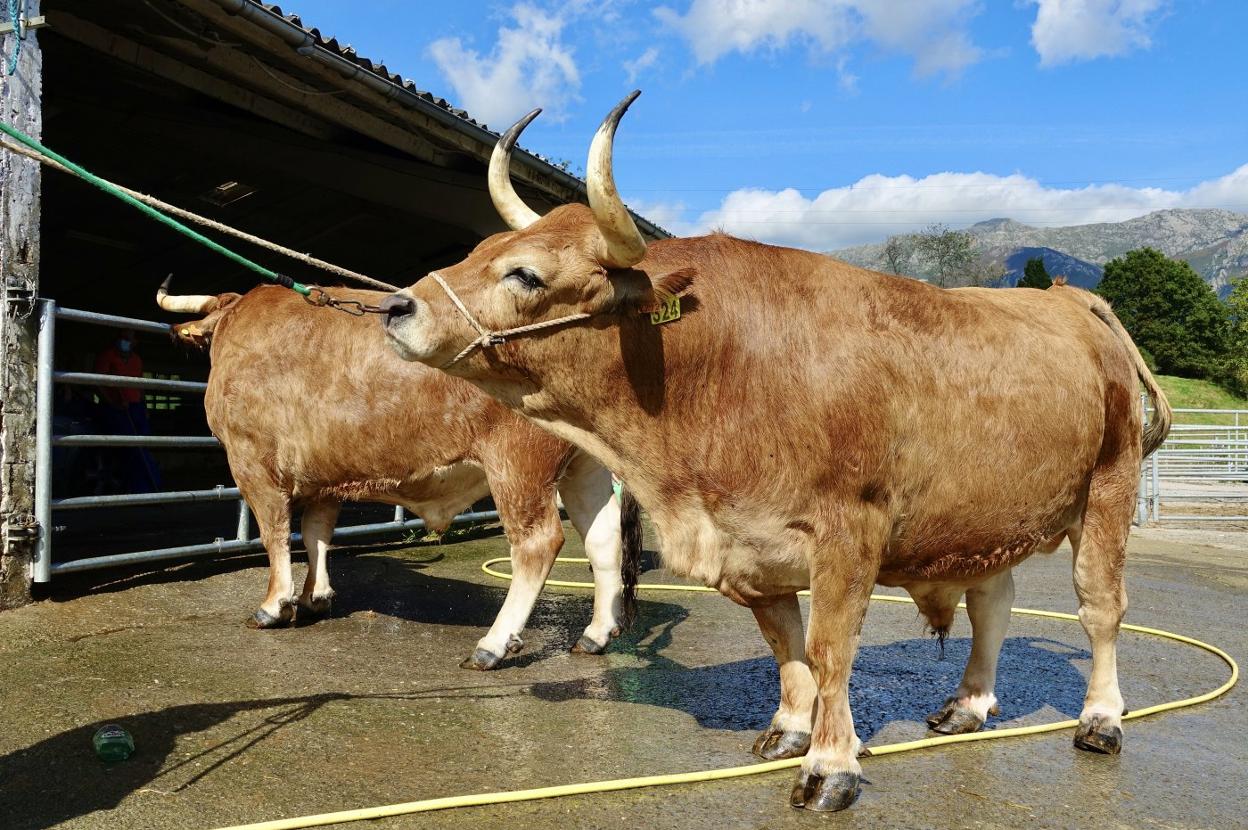 Bueyes de raza casina que se subastarán en Agropec. 