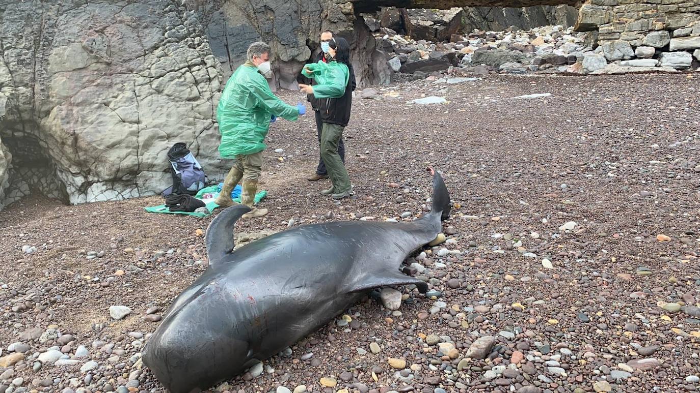 Casi veinte calderones tropicales quedaron varados el pasado lunes en cala Morís, en Carreño. Los cetáceos quedaron atrapados en la orilla sin lograr volver mar adentro a pesar del esfuerzo de vecinos y miembros del Club Delfín. Este martes los expertos han vuelto a la zona para comprobar el estado de los animales. 