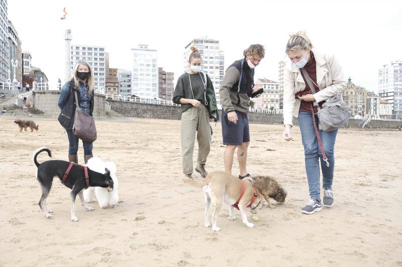 Como todos los años, el primer día de octubre supone el regreso de los perros a la playa de San Lorenzo. Los canes volvieron a disfrutar a lo grande del arenal gijonés.