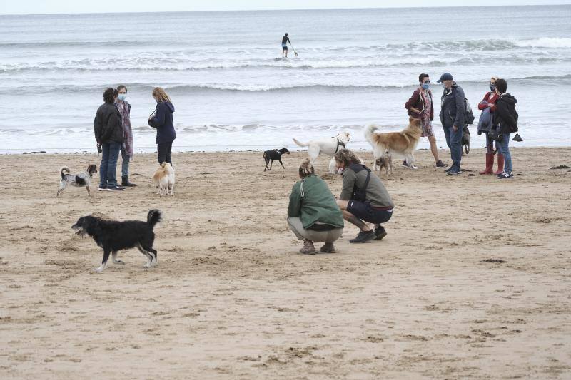 Como todos los años, el primer día de octubre supone el regreso de los perros a la playa de San Lorenzo. Los canes volvieron a disfrutar a lo grande del arenal gijonés.