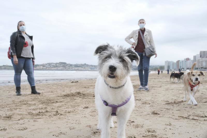 Como todos los años, el primer día de octubre supone el regreso de los perros a la playa de San Lorenzo. Los canes volvieron a disfrutar a lo grande del arenal gijonés.