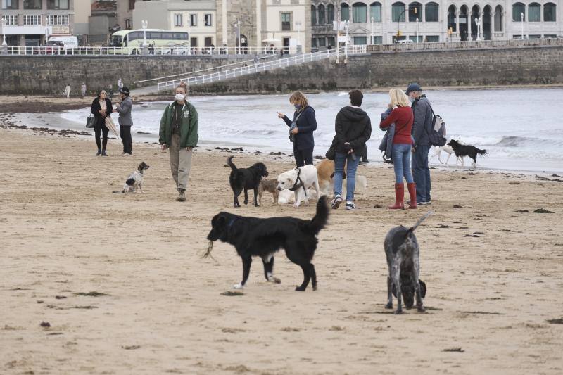 Como todos los años, el primer día de octubre supone el regreso de los perros a la playa de San Lorenzo. Los canes volvieron a disfrutar a lo grande del arenal gijonés.