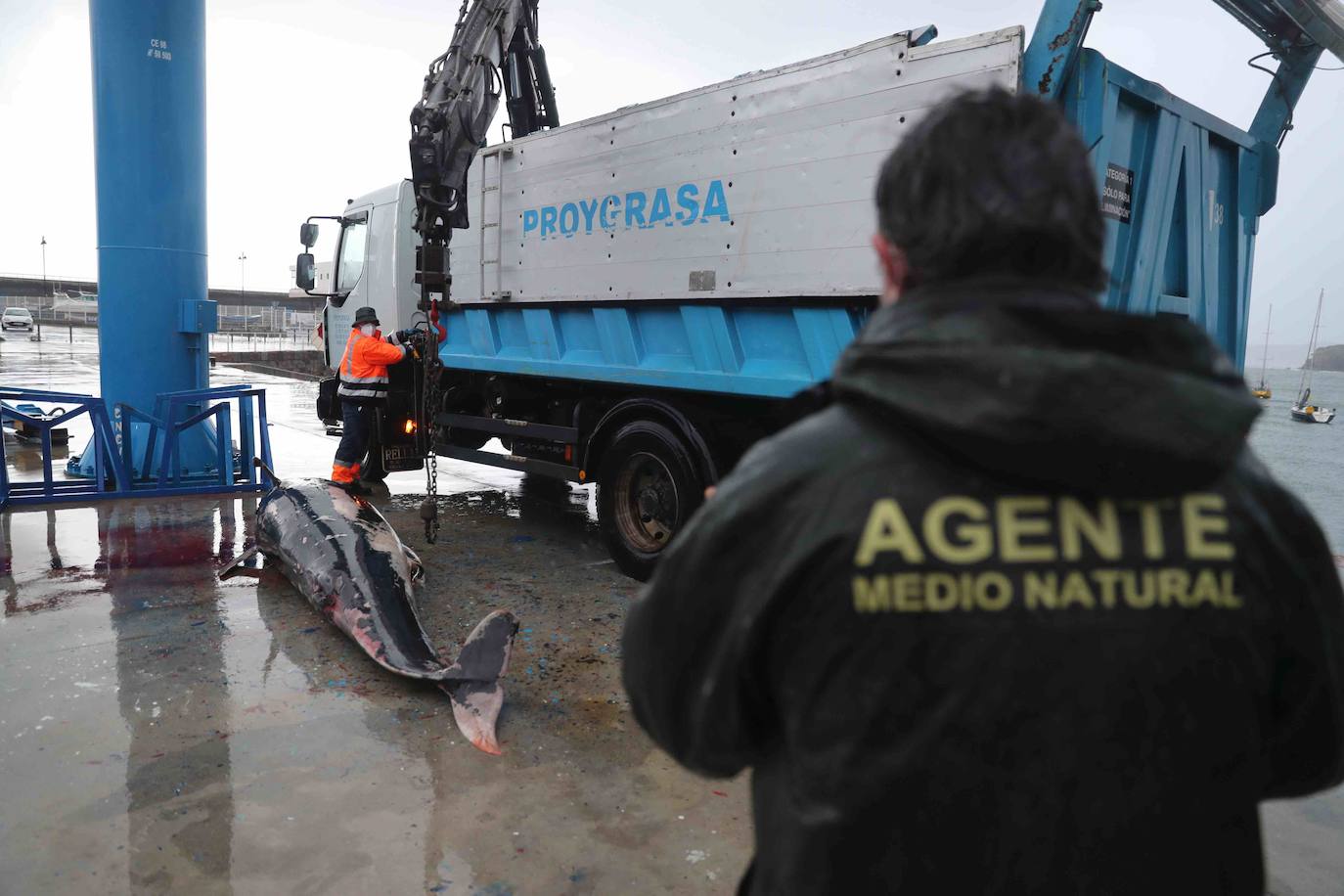 El hallazgo de un calderón en El Tranqueru eleva a diez el número de cetáceos muertos en la costa de Carreño. Sus restos se han retirado este viernes.