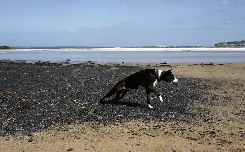 La pleamar de las 6.54 horas, de 3,83 metros, lanzó numerosas algas al paseo del Muro