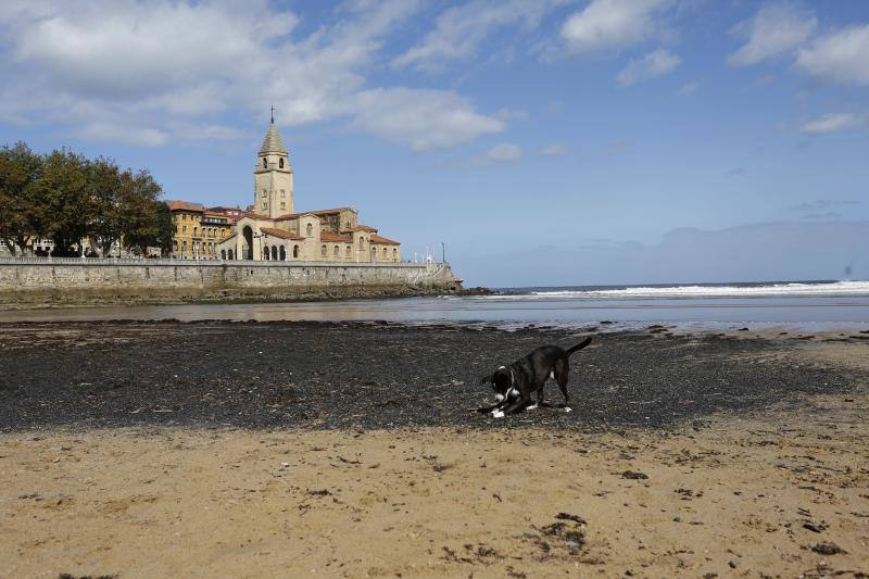 La pleamar de las 6.54 horas, de 3,83 metros, lanzó numerosas algas al paseo del Muro