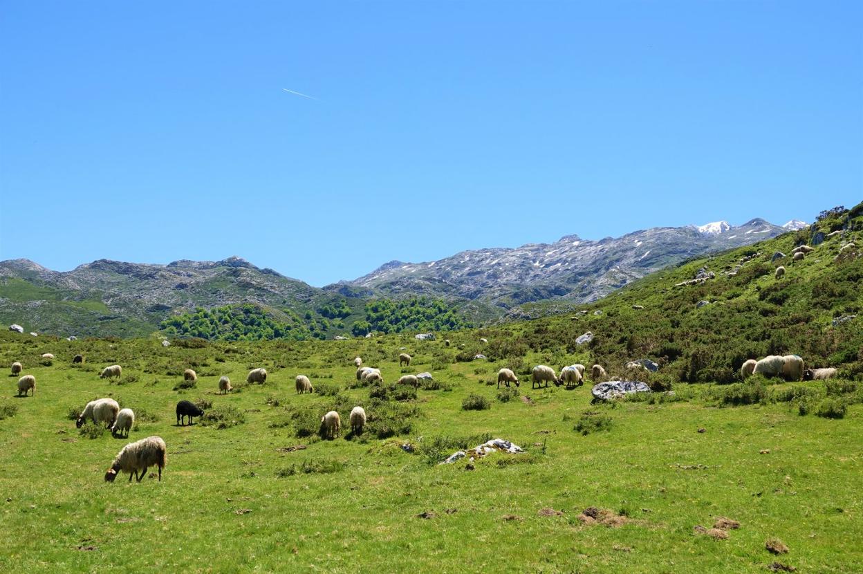 Vega de las Mantegas, enclave de los Picos al que da acceso la pista que parte de Demués. 