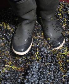 Imagen secundaria 2 - Tras cortar el racimo entero, la uva va a la caja, que es pesada y se anotan kilos y fecha de vendimia. En Vidas, después, parte de la uva carrasquín se despalilla y parte se pisa como se ve en la imagen.