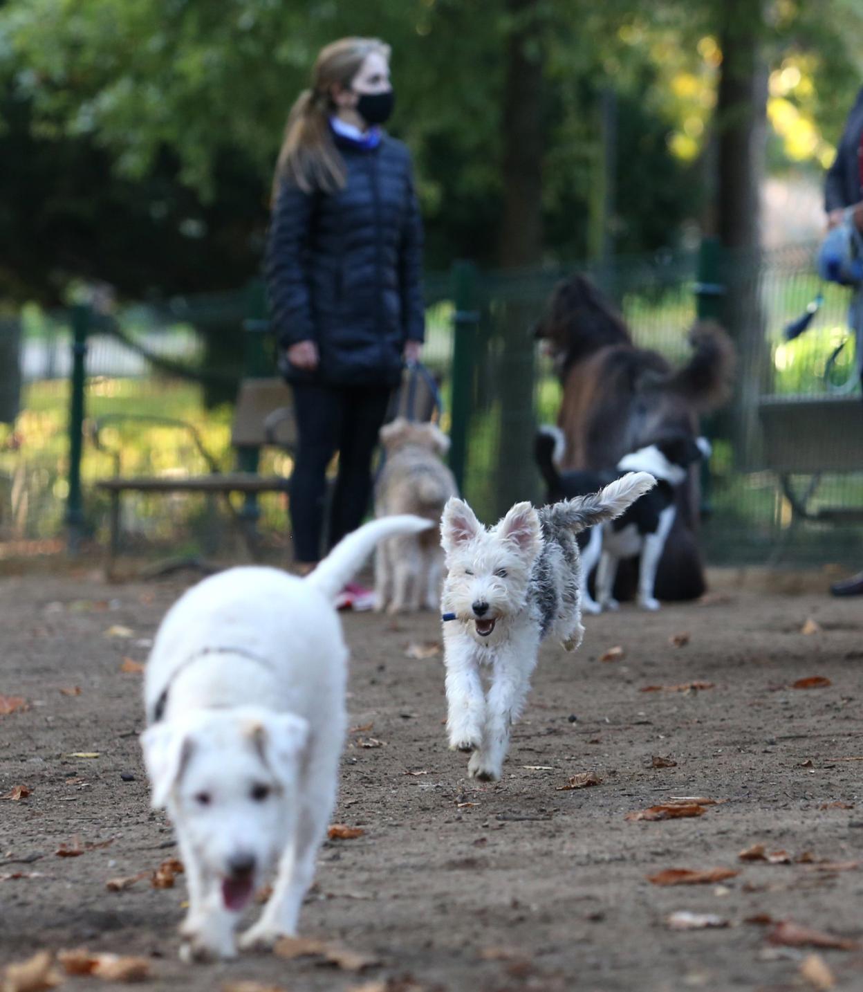 Una mujer, con varios canes alrededor, en el Campo. 