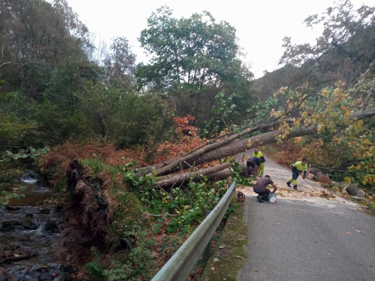 Caída de un árbol en la carretera que conduce a Pedrosu . 